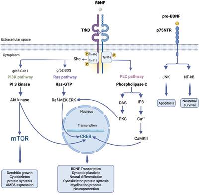A Brief Overview on BDNF-Trk Pathway in the Nervous System: A Potential Biomarker or Possible Target in Treatment of Multiple Sclerosis?